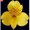 Alstroemeria - Tumaco (bunch of 10 stems)